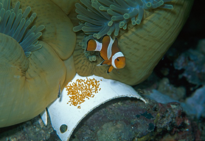 Il pesce pagliaccio Amphiprion ocellaris e il suo nido, su una tavoletta di plastica.