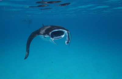 Dentro il Mare... in crociera alle Maldive!