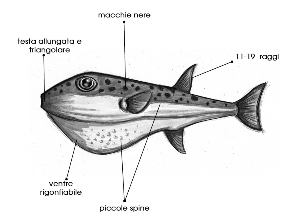 Lag SCELERATUS