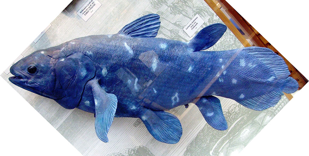 MODELLO Coelacanth OXFORD UNIVERSITY