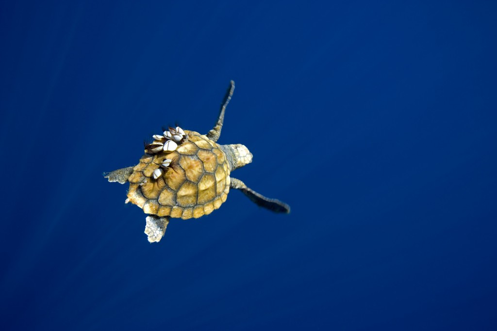 Caretta caretta, 