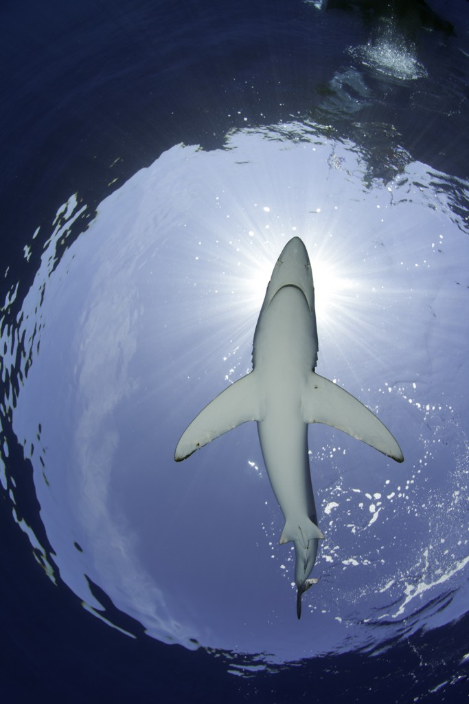 Blue shark, Prionace glauca, Pico Island, Azores, Portugal, Atlantic Ocean