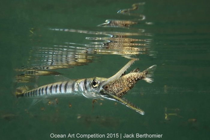 1st Place, Compact Marine Life Behavior: Jack Berthomier - "Fast strike of a Tylosorus crocodilus on a juvenile kyphosus vaigiensis"