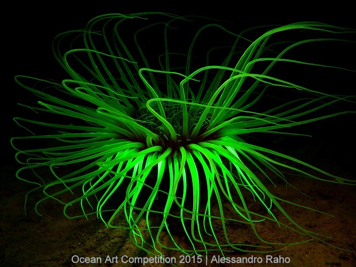 1st Place Compact Macro: Alessandro Raho - "The Fluorescent Cerianthus"