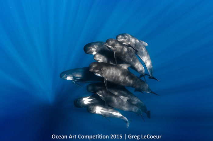 1st Place Portrait: Greg LeCoeur - "Pilot Whales"