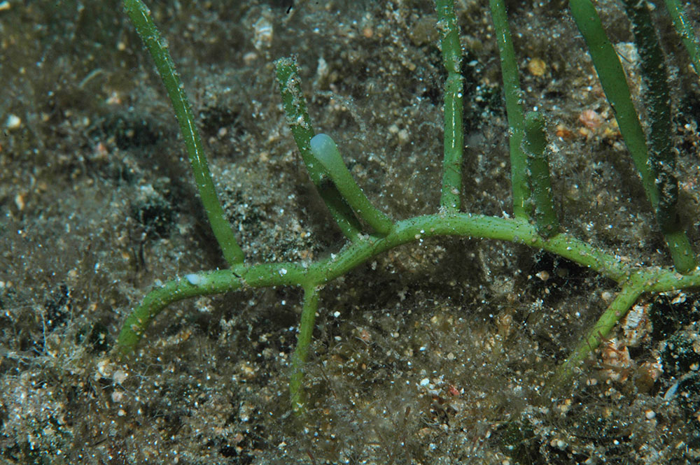 Caulerpa racemosa var. Lamourouxii è un altra specie presente in Mediterraneo, qui fotografata a Rodi.