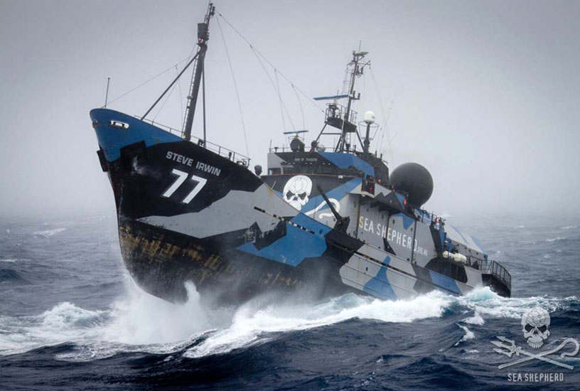 La Steve Irwin, nave ammiraglia di Sea Shepherd, è partita da Melbourne, in Australia per pattugliare le "zone d’ombra" dell'Oceano del Sud.