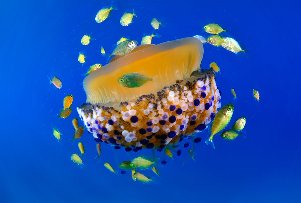 Foto di Francesco Turano. Una medusa diventa microcosmo vivente e rifugio per una serie di pesciolini che nei primi mesi di vita necessitano di nascondiglio alla vista dei predatori. Una situazione stupenda, una delle tante che la natura offre all’osservatore consapevole, ma è necessario conoscere le stagioni del mare per imbattersi in occasioni come questa, uniche per il fotosub naturalista.