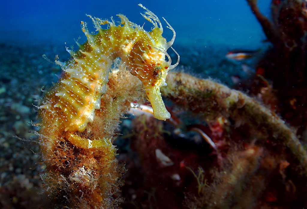 Foto di Francesco Turano. Il cavalluccio marino, singolare nelle sue fattezze, è un pesce di una bellezza strepitosa e il fotografo, abile nel seguire i suoi piccoli movimenti, può cogliere attimi straordinari e immagini uniche.