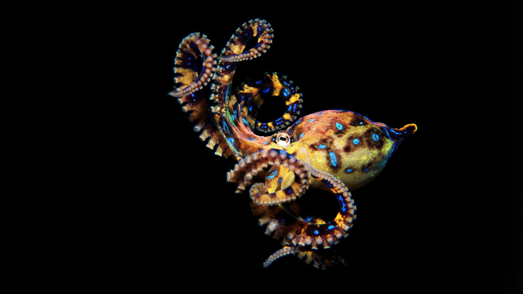 Octopus-BlueRinged