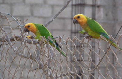 bonaire