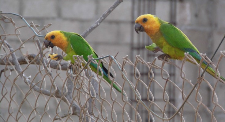 bonaire