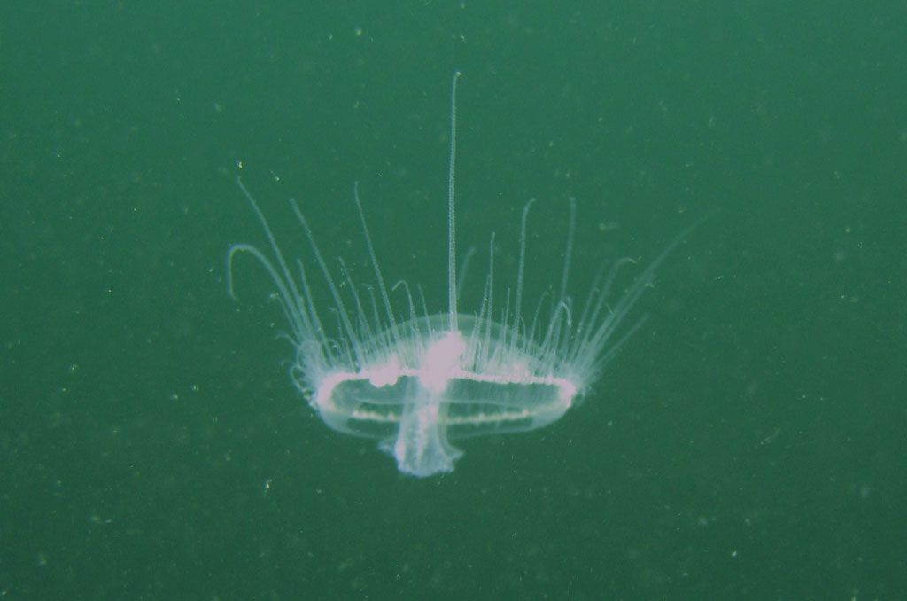 Craspedacusta, la medusa dei laghi