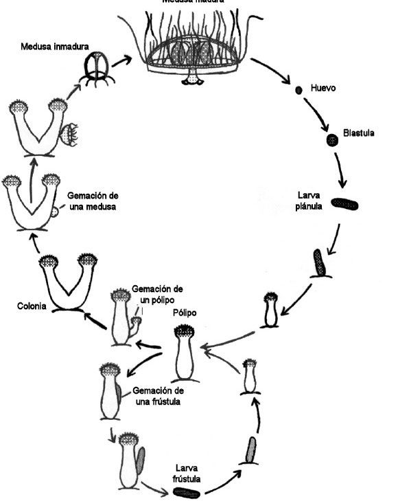 craspedacustra-ciclo