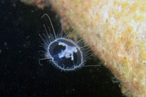 Craspedacusta, la medusa dei laghi