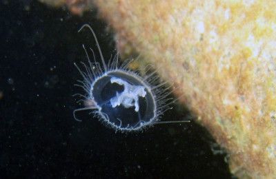 Craspedacusta, la medusa dei laghi