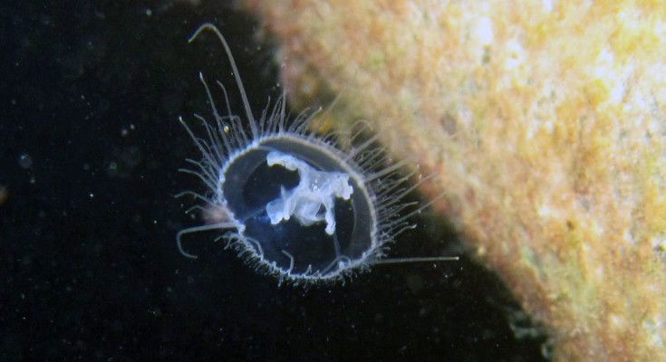 Craspedacusta, la medusa dei laghi