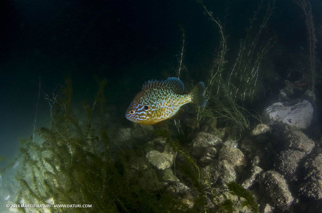 snorkeling al lago