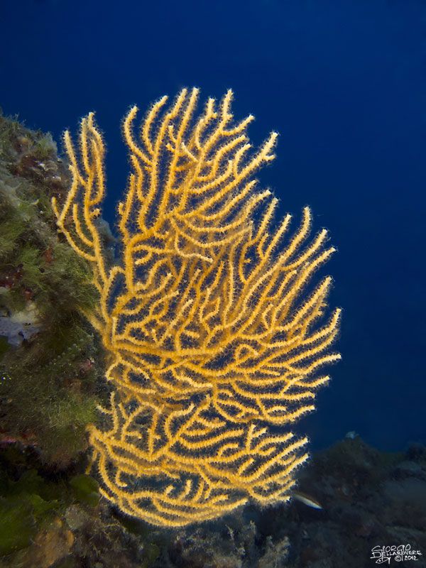 Punta-Galera---Gorgonia-gialla