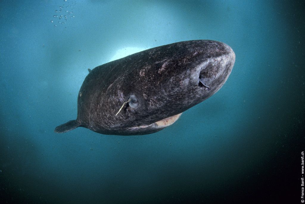 Greenland shark under ice, Somniosus microcephalus, Lancaster Sound, Nunavut, northern Baffin Island, Canada, Arctic