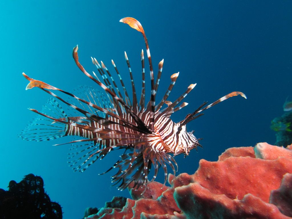 Red_lionfish_near_Gilli_Banta_Island