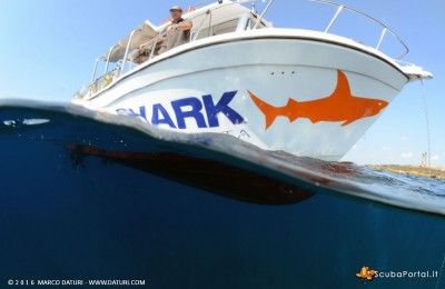 orange-shark