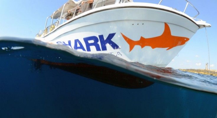 orange-shark