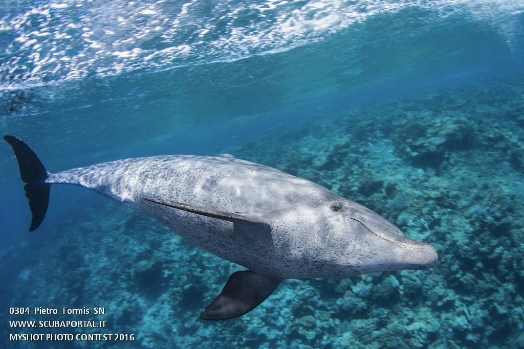 VINCITORE CATEGORIA SNORKELING