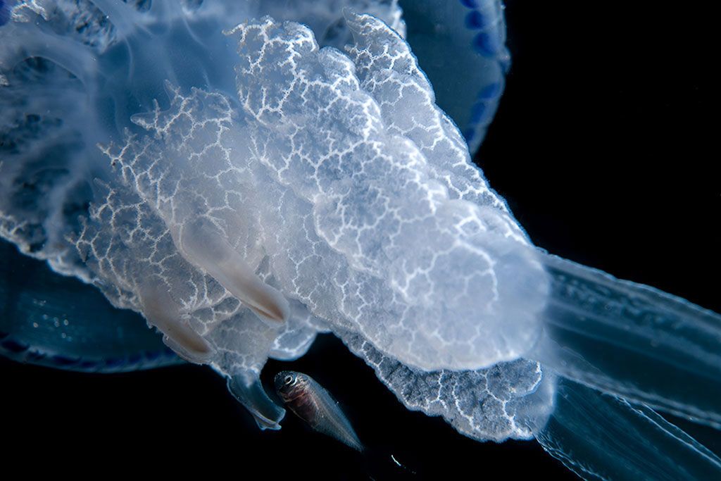 medusa Rhizostoma