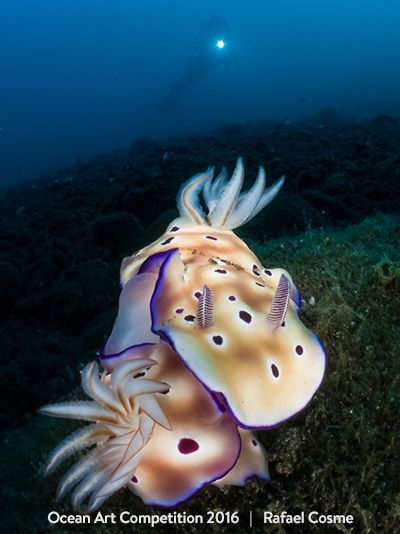 1st-nudibranchs-oa16-rafael-cosme-400px-vert