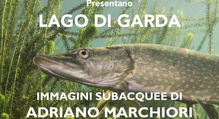 marchiori