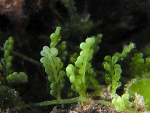 caulerpa