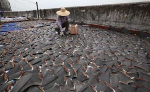 shark finning