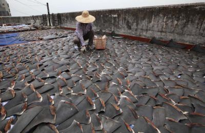 shark finning