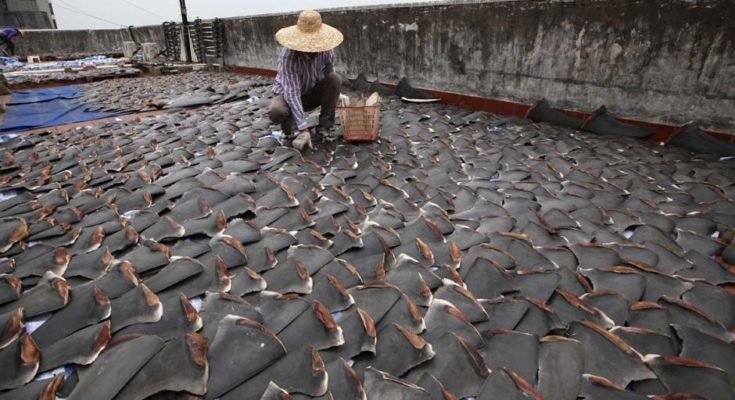 shark finning