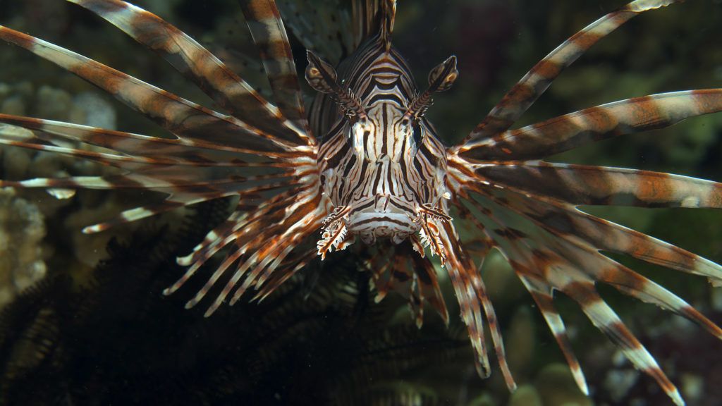 lionfish