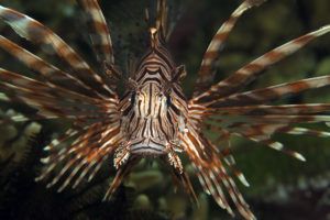 pterois