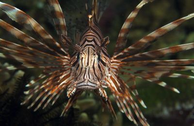 pterois