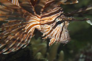 pterois