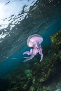 Pelagia-noctiluca