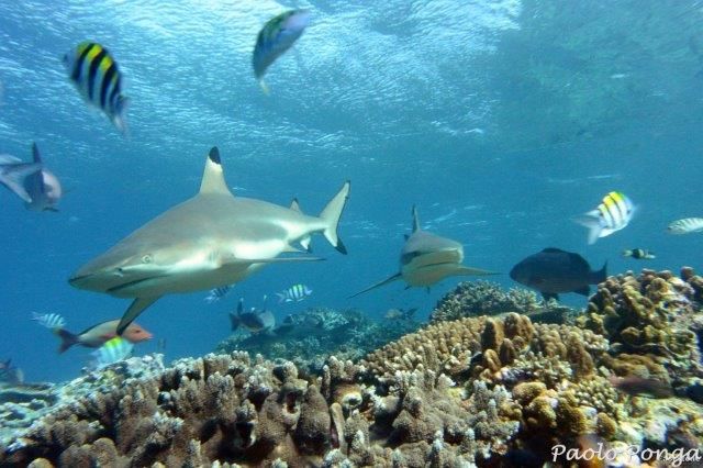 immersioni alle isole Fiji