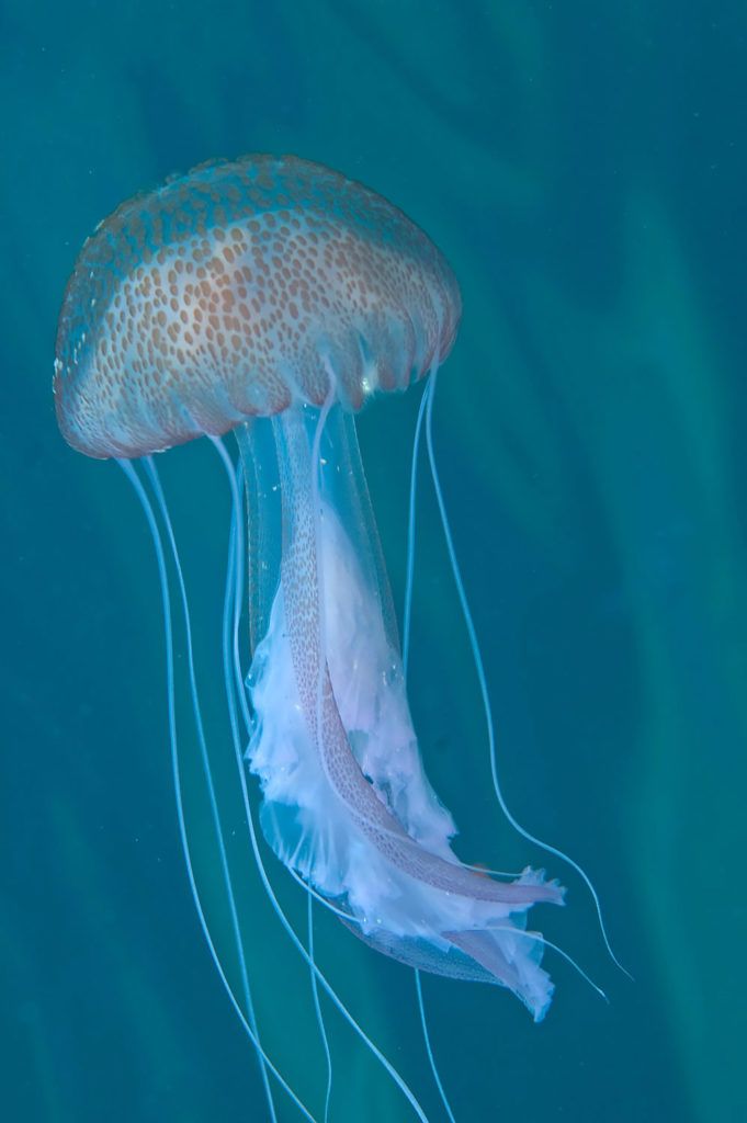 cose da sapere sulle meduse
