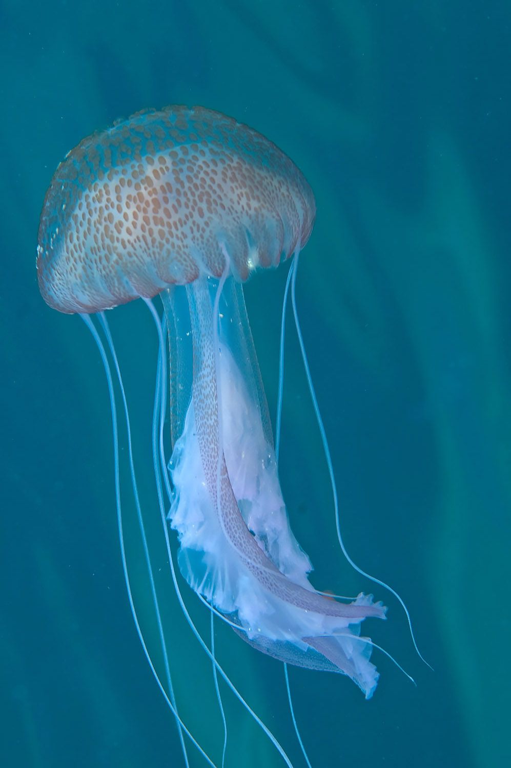 meduse cura e rimedio puntura