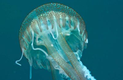 meduse puntura