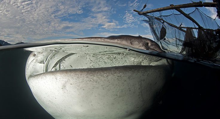 squali balena