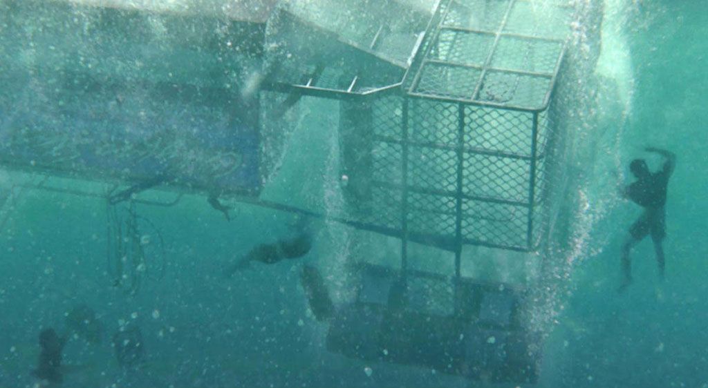 Open Water 3 - Cage dive