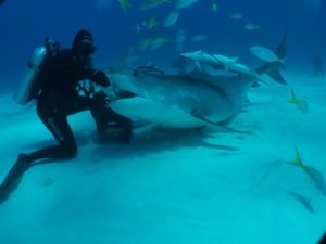 immersioni con gli squali