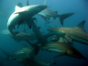 immersioni con gli squali