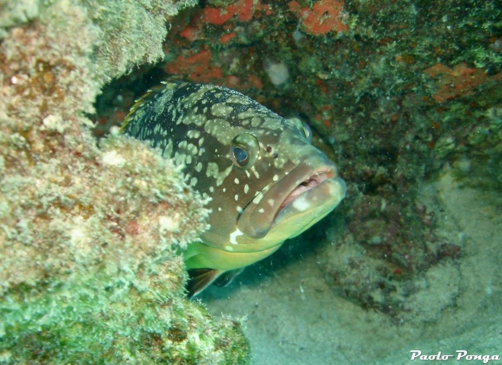 Fuerteventura