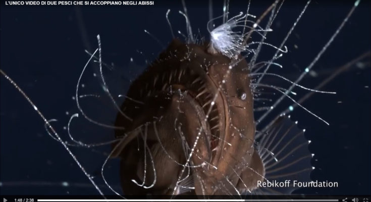 frogfish abissali